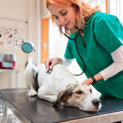 MESAS VETERINARIA
