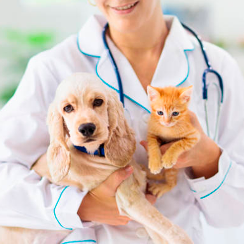 Veterinaria